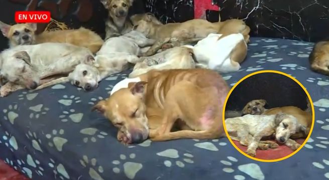 Más de 30 perritos fueron rescatados tras desalojo en San Isidro | VIDEO