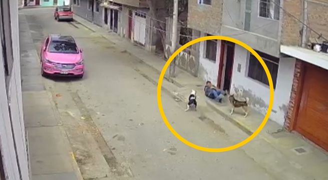 Chimbote: tía y sobrino de 4 años quedan graves tras ataque de pitbull