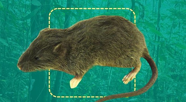 Huánuco: descubren nueva especie de roedor en el Parque Nacional Tingo María