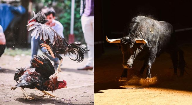 Colombia prohíbe corridas de toros y peleas de gallos tras fallo histórico