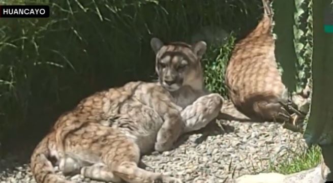 Zoológico de Huancayo al borde del cierre definitivo por graves deficiencias sanitarias