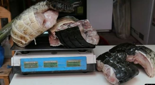 Arequipa: decomisan más de 7 kilos de carne de lagarto en restaurante amazónico