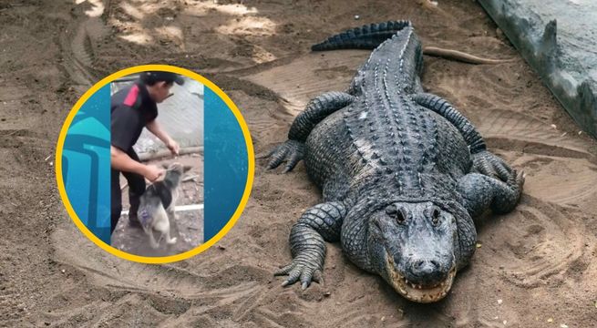 ¡Indignante! Guardia arroja un perro vivo como alimento a cocodrilos