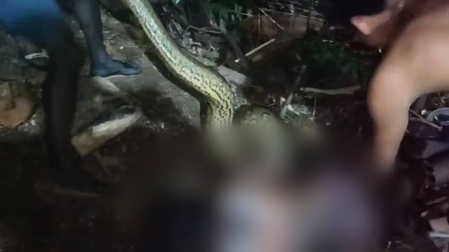 Ataque mortal de anaconda: hombre muere estrangulado y casi es engullido