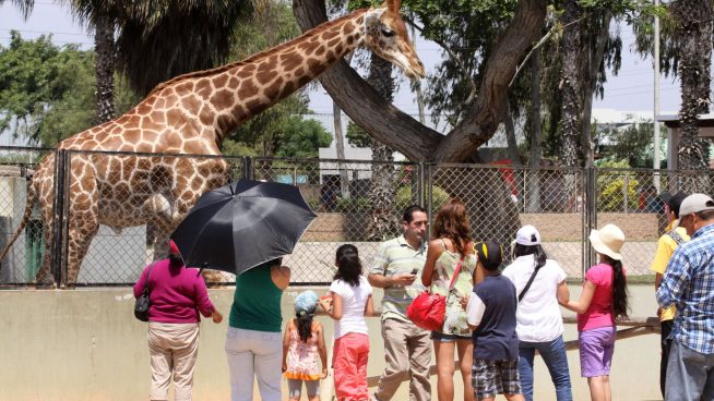 Parque de las Leyendas 2025: mira quiénes ingresan gratis a sus dos sedes