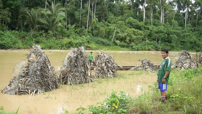 Perú sorprende al mundo: Descubren nueva especie de animal venenoso en nuestro país