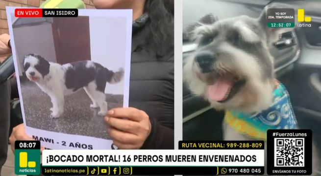 Envenenamiento a perritos en San Isidro: 15 familias lloran la pérdida de sus mascotas