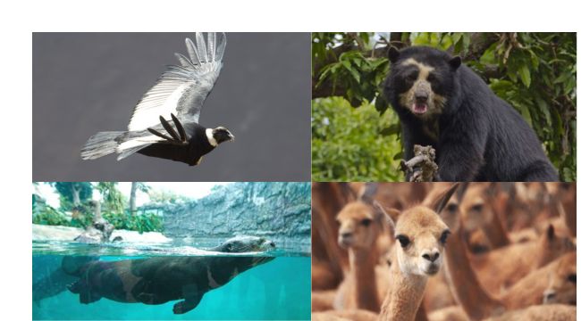¿Por qué el 4 de octubre se celebra el Día Mundial de los Animales?
