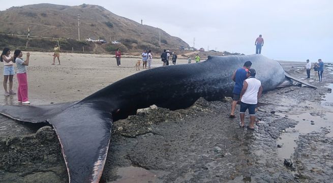 Hallan sin vida a ballena azul en playa de Tumbes | VIDEO