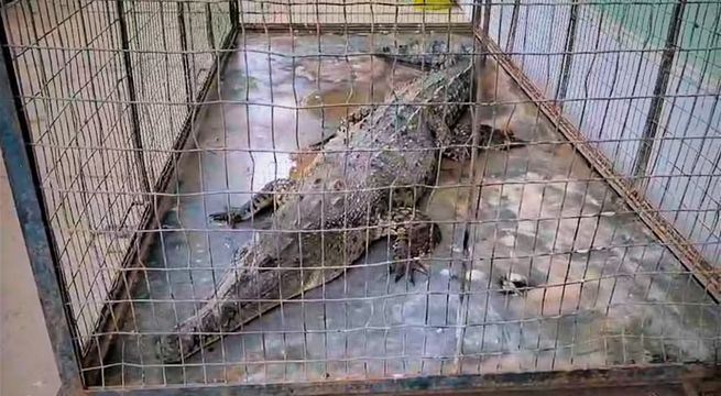 Tumbes: rescatan a cocodrilo juvenil en langostinera de Puerto El Cura