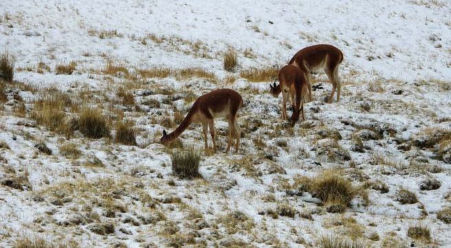 Censo Nacional de Vicuñas 2025: Perú supera los 300 mil ejemplares y reporta nuevas poblaciones