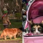 Mercado de productos para mascotas en Perú alcanzará récord histórico de ventas en 2024