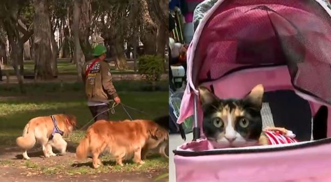 Mercado de productos para mascotas en Perú alcanzará récord histórico de ventas en 2024