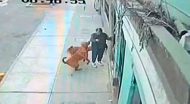 Mujer resulta herida tras brutal ataque de dos perros en La Victoria