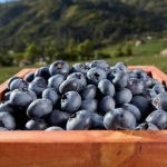 Wong impulsa el consumo de arándanos: un superalimento que conecta el campo peruano con las mesas del país