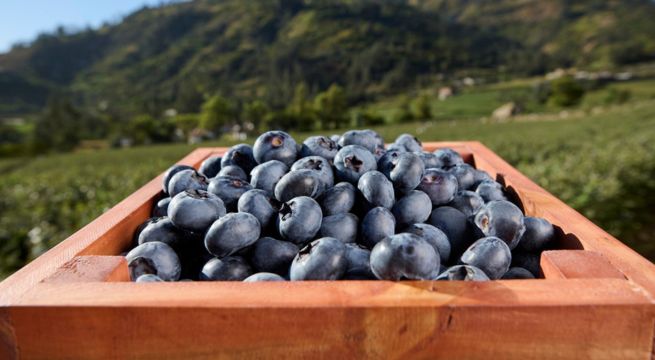 Wong impulsa el consumo de arándanos: un superalimento que conecta el campo peruano con las mesas del país