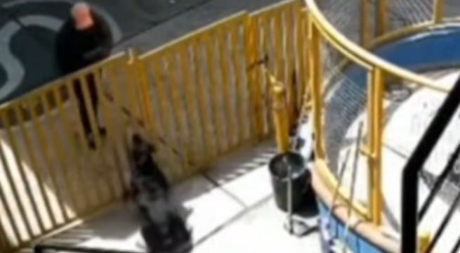 Arequipa: perrita rottweiler frustra asalto a grifo y ahuyenta a delincuentes armados