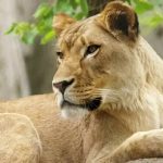 Joven con esquizofrenia muere tras ingresar a jaula de leona y ser atacado