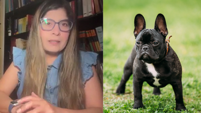 Caso perrita 'Susu': Especialista en derecho animal sostiene que caso cumple requisitos para prisión preventiva