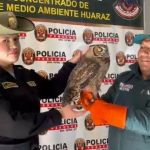 Áncash: Serfor rescata a 4 animales silvestres afectados por incendios
