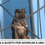 Sujeto ahorca a su perro en Independencia: Fiscalía abrió investigación