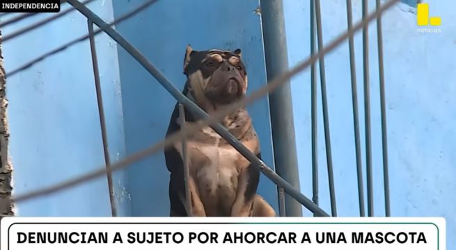 Sujeto ahorca a su perro en Independencia: Fiscalía abrió investigación