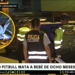 Bebé de 8 meses murió tras ataque de perro pitbull