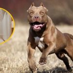 PNP detiene a padre de bebé de 11 meses que murió por ataque de perro pitbull