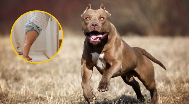 PNP detiene a padre de bebé de 11 meses que murió por ataque de perro pitbull