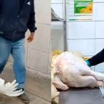 Precio del pavo sube a poco de la Navidad: vendedores también ofrecen lechones