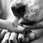 ¡Justicia para Mayita! Perrita muere tras ser baleada en Ate