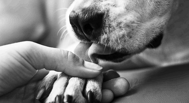 ¡Justicia para Mayita! Perrita muere tras ser baleada en Ate