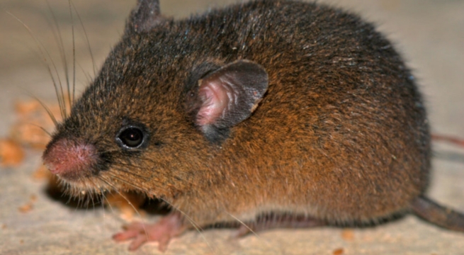 Descubren nueva especie de roedor andino en Cajamarca