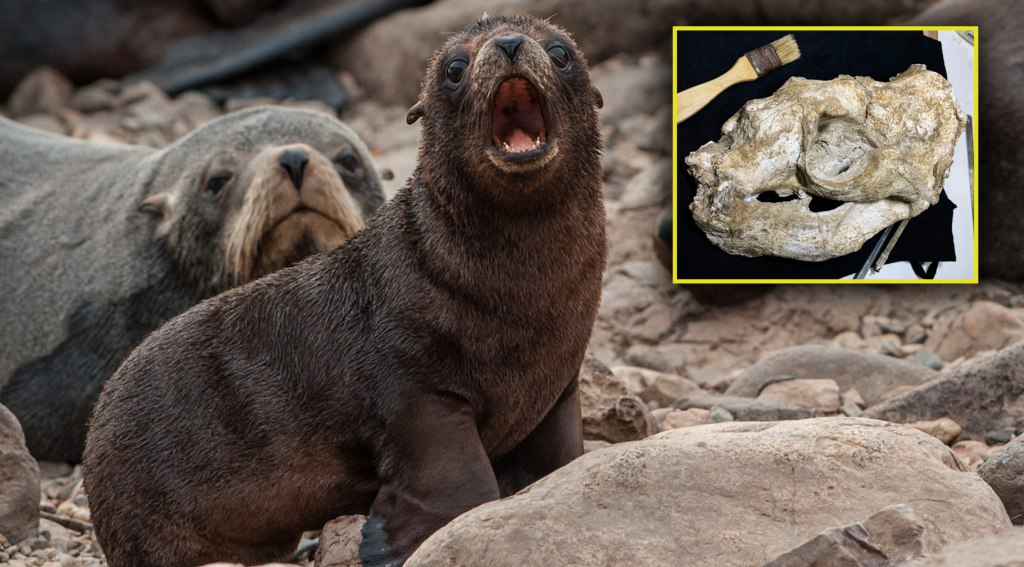 Científicos peruanos descubren lobo marino que habitó las costas peruanas hace 1.6 millones de años