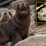 Científicos peruanos descubren lobo marino que habitó las costas peruanas hace 1.6 millones de años