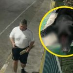 ¡Crueldad sin límites! Sujeto mató a perrita usando un palo con clavos en San Martín de Porres