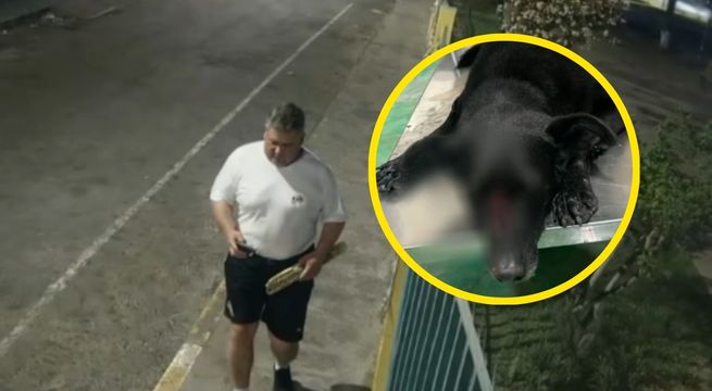 ¡Crueldad sin límites! Sujeto mató a perrita usando un palo con clavos en San Martín de Porres