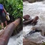 Pobladores arriesgan su vida al cruzar río caudaloso utilizando troncos de árboles