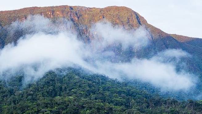 Científicos redescubren en Perú animal no avistado desde hace 150 años