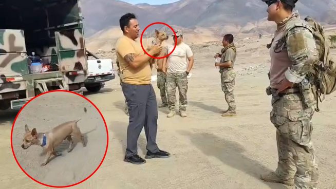 Así fue rescatado perrito que sobrevivió a accidente de helicóptero en Arequipa