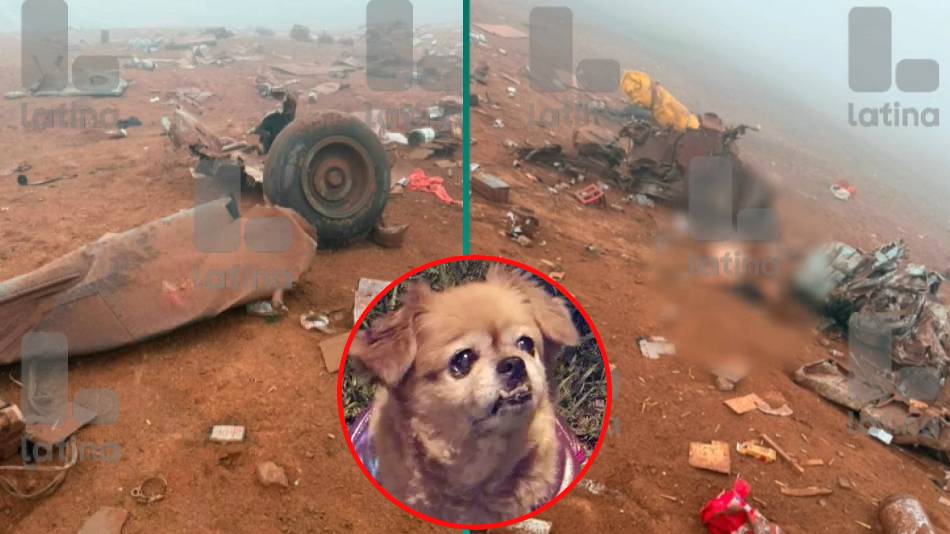 Perrito sobrevive a caída de helicóptero FAP y permanece junto al cuerpo de su dueño