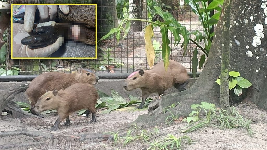 Por tener capibaras de mascotas, dos sujetos son sentenciados por tenencia ilegal en Iquitos