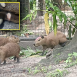 Por tener capibaras de mascotas, dos sujetos son sentenciados por tenencia ilegal en Iquitos