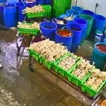 Capturan a sujeto que estaría implicado en ataque a balazos contra la 