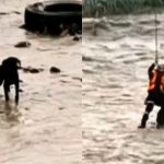 Rescatista intenta salvar a perrito y ambos son arrastrados por el río Rímac | VIDEO