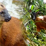 Científicos DESCUBREN nueva especie de venado en los andes de Perú y Latinoamérica