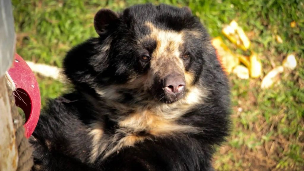 Luto en el Parque de las Leyendas: Fallece Estrella, la icónica osa de anteojos