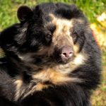 Luto en el Parque de las Leyendas: Fallece Estrella, la icónica osa de anteojos