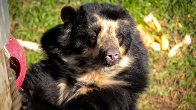 Luto en el Parque de las Leyendas: Fallece Estrella, la icónica osa de anteojos