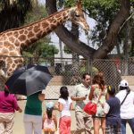 Parque de las Leyendas anuncia ingreso con 50% de descuento para estas personas